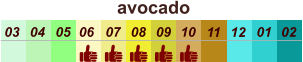 01 02 03 04 07 05 09 10 08 11 12 06 avocado